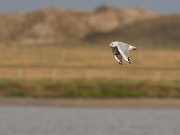 Black-headed gull (Chroicocephalus ridibundus)